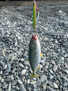 ワカシの釣果