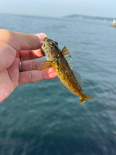 アナハゼの釣果