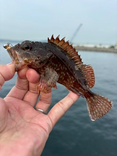 ガシラの釣果