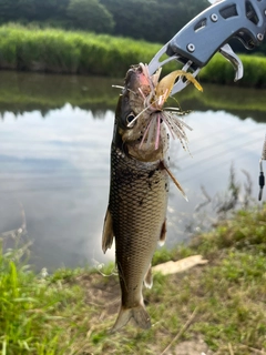 ニゴイの釣果