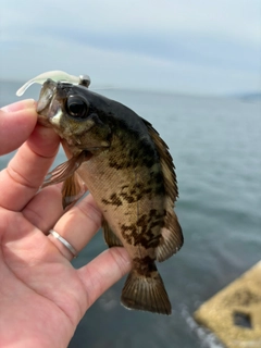 アオメバルの釣果