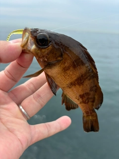 アカメバルの釣果