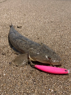 マゴチの釣果