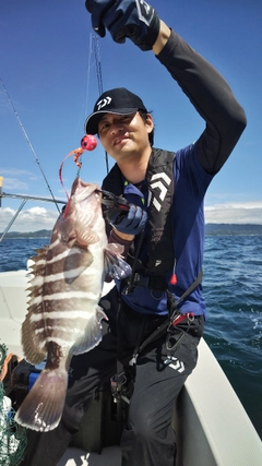 マハタの釣果