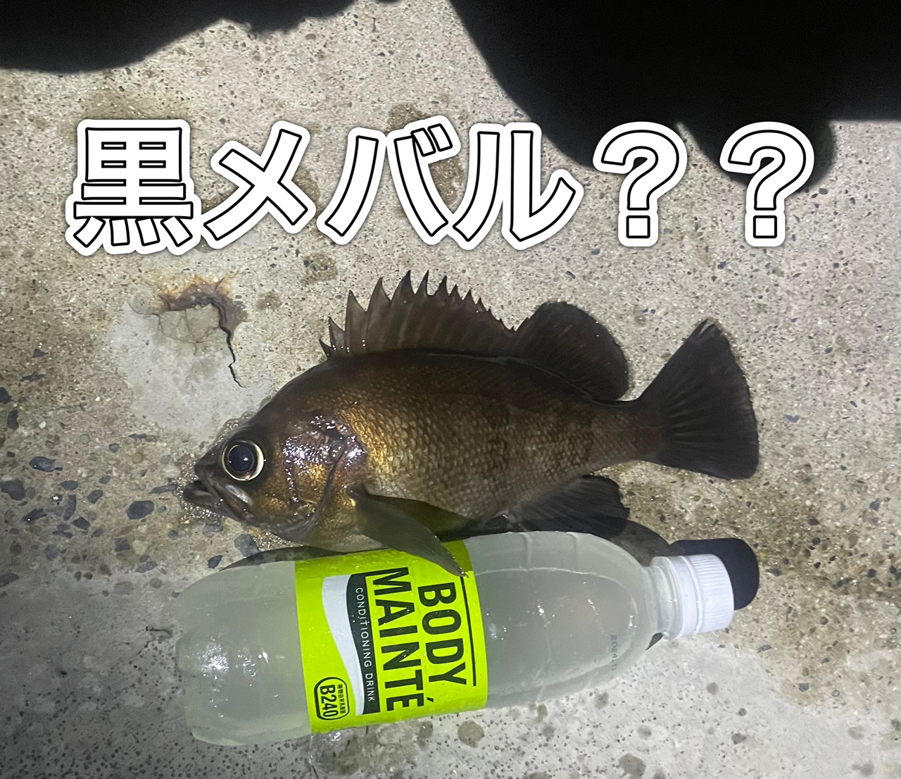 クロメバル