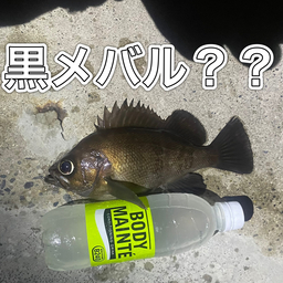 クロメバル