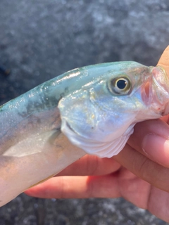 マゴチの釣果