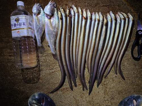 マアナゴの釣果