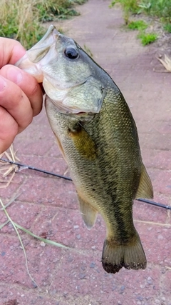 ラージマウスバスの釣果