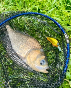 フナの釣果