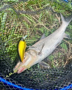 ニゴイの釣果