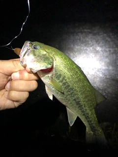 ラージマウスバスの釣果