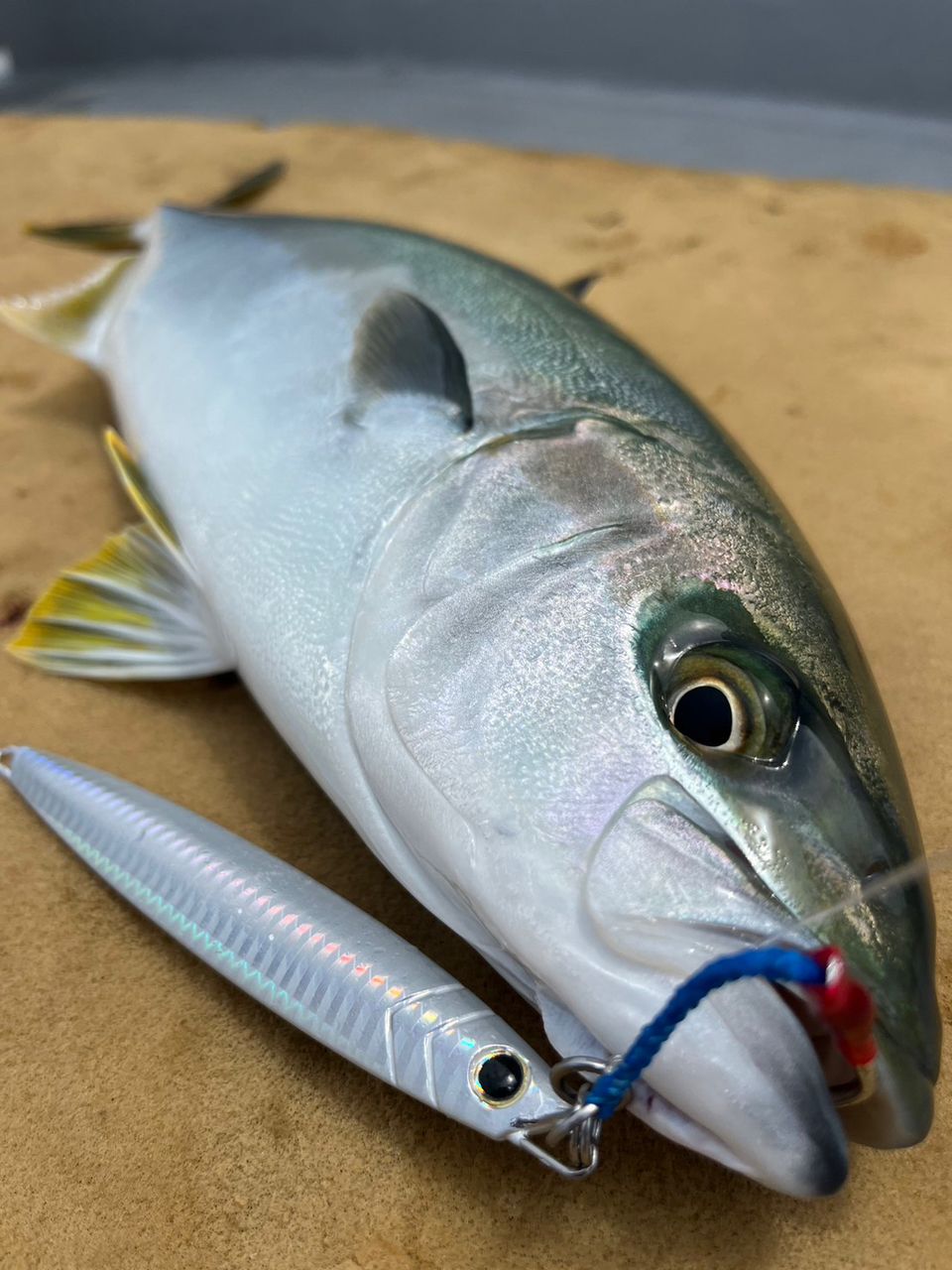 宏昌丸さんの釣果 2枚目の画像