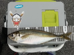 マアジの釣果