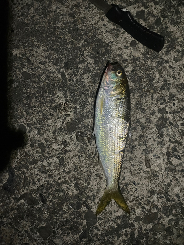 コノシロの釣果