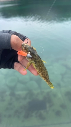 ハゼの釣果