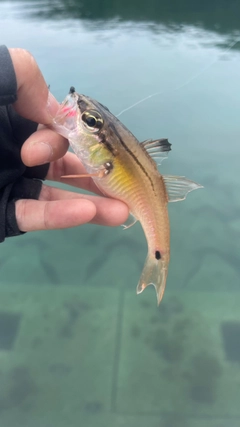 ネンブツダイの釣果