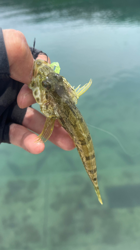 ハゼの釣果