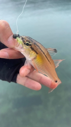 ネンブツダイの釣果