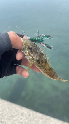 ハゼの釣果