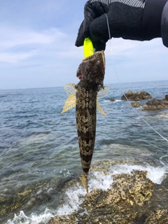 エソの釣果