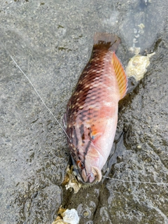 アカササノハベラの釣果