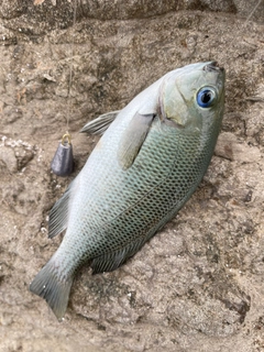 メジナの釣果