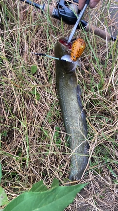 マナマズの釣果