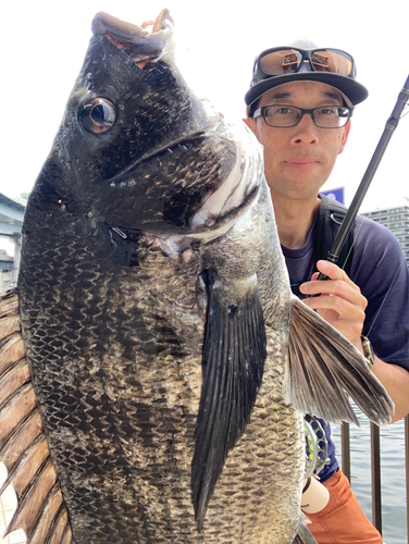 チヌの釣果