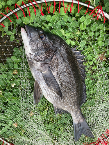 チヌの釣果