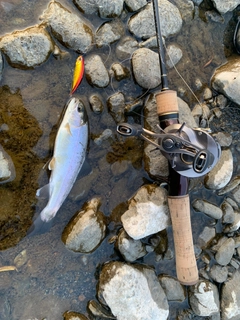 ニジマスの釣果