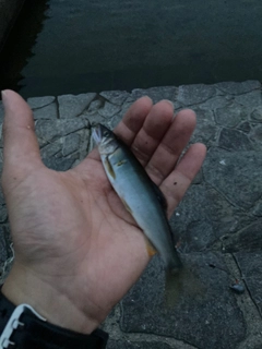 アユの釣果