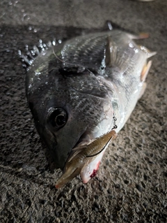 キビレの釣果