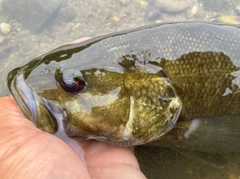 スモールマウスバスの釣果