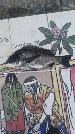 チヌの釣果