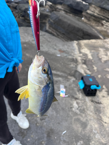 ブリの釣果