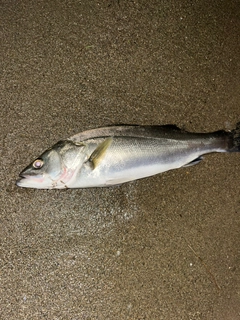 フッコ（マルスズキ）の釣果