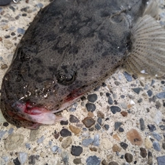 マゴチの釣果