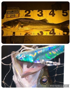 シーバスの釣果