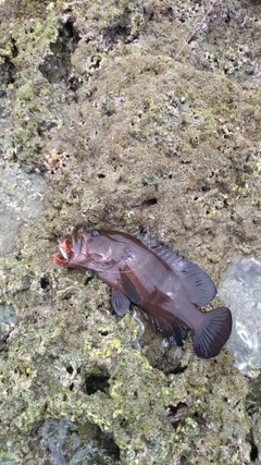 ヤミハタの釣果