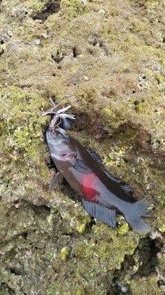 メギスの釣果