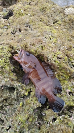 ヤミハタの釣果