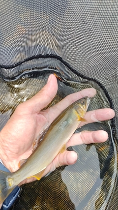 アユの釣果