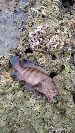 ヤミハタの釣果