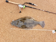 ヒラメの釣果