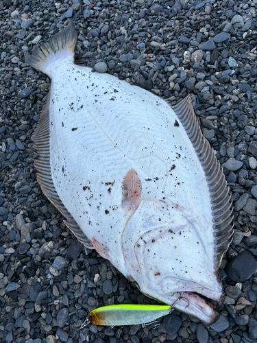 ヒラメの釣果