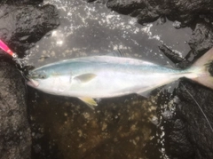 ハマチの釣果