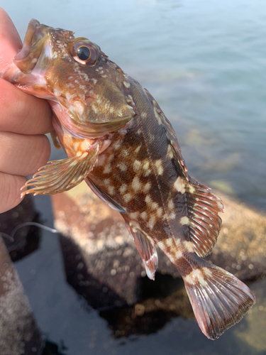 カサゴの釣果