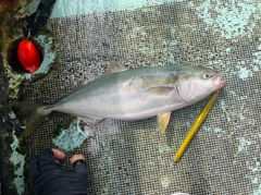 ハマチの釣果