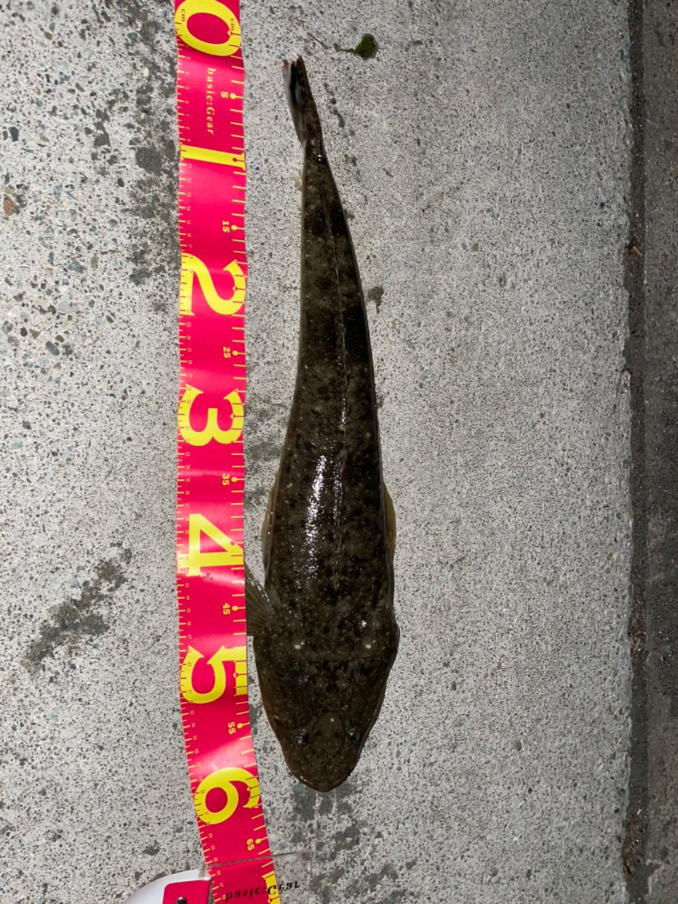 マゴチ